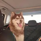 كلب للتبني بمبلغ