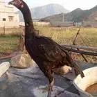 انثى سندي للبيع او للبدل