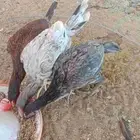سلام عليكم ورحمه الله وبركاته 3 دجاج سندي عمر تقريبا شهر