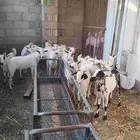 تيوس يمنيه تربيه سمان ماشالله تفريد وجمله 850
