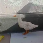 بطة بكيني  نظيفة على الشرط