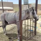 حصان عربي البيع