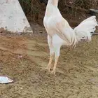 الله يحيكم