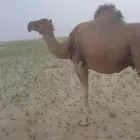 ناقة خلفه تحتها قعود