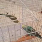 عصافير للبيع