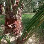 فسائل نخيل خلاص