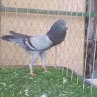 حمام للبيع
