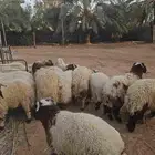 خرفان جذعان