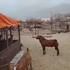 تيس فحل ادهم