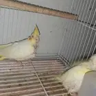 طير كروان ظايع في قريت زمزم