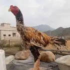 للبيع زوج سندي بيور