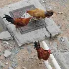 دجاج مهجن بين بلدي وبكستاني