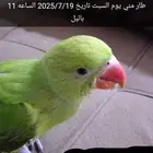ببغاء درة مفقود في شاطئ راس تنورة
