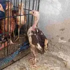 صيصان بلدي العمر شهرين