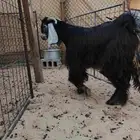 معاز بلدي