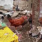 صيصان بلدي و فيومي