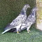 حمام باكستاني شبرا