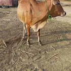 بقرة للبيع