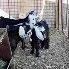للبيع مراح معزاء عارضيات مع الفحل صغار جذعات وثنوات