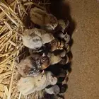 صوص دجاج بلدي وفيومي للبيع