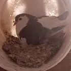 حمام للبيع زوج 20