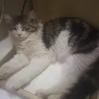 قطط للتبني اناثي وذكور
