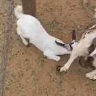 تيس وجديه