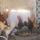 دجاج للبيع كلها ديك الموقع الواصليه