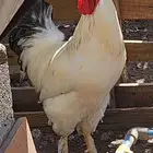 ديك بلدي ياذن ويلقح