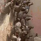 حبشي دجاج محصن بيع تصفيه