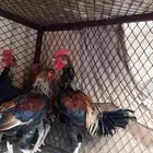 ديوك بكستانيه