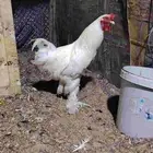 ديك براهمه