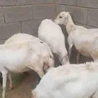 ضان قرايب