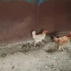 العرض ثنتين دجاج واحده باكستاني واحده بلدي صحه شرط