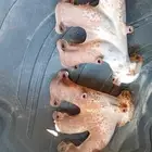 قزوز جيب لاند كلوزر 6 سرندل