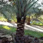 ابوياسين لبيع جميع انواع النخيل البلدي والواشنطن والفسيل