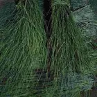 مرخ جنوبي طازج