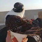 للبيع حمامه كنق