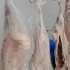 عرض خروف 750  تيس 750