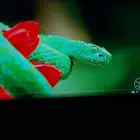 شاشة قيمنق 240hz