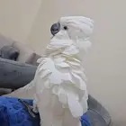 كوكاتو امبريلا هددد