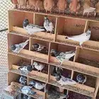 حمام زاجل وباكستاني