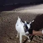 عندي تيس غزمي البيع عمره اربع شهور