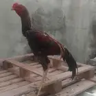 ديك شامو ياباني للبيع على السوم