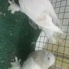 للبيع زوج ليموني