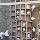 حمام فرنسي ابيض و سلفر