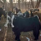 تيس عارضي.. السن رباع ...التيس طيب بالحيل
