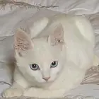 بسه شيرازي