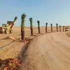 يوجد لدينا جميع انواع النخل. ويوجد لدينا جميع انواع الاشجار