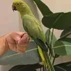 ببغاء الدره اليف